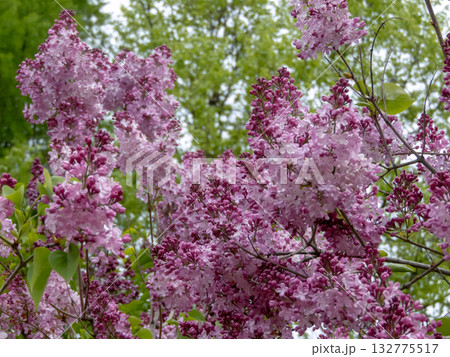 Abundantly blooming pinkish-lilac lilac bush in garden. Syringa vulgaris Abundantly blooming pinkish-lilac lilac bush in garden. Syringa vulgaris 132775517