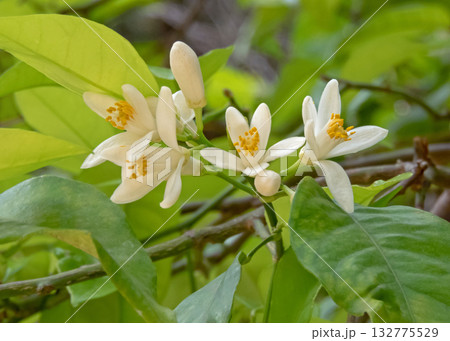 Citrus sinensis flowering plant. Orange Tree Blossoms. White Citrus Flowers. 132775529