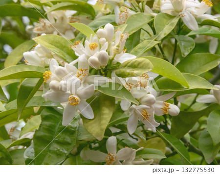Orange Tree Blossoms. White Citrus Flowers in Spring Garden 132775530