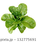 Fresh Organic Red and Green Mixed Salad Greens. 132775691