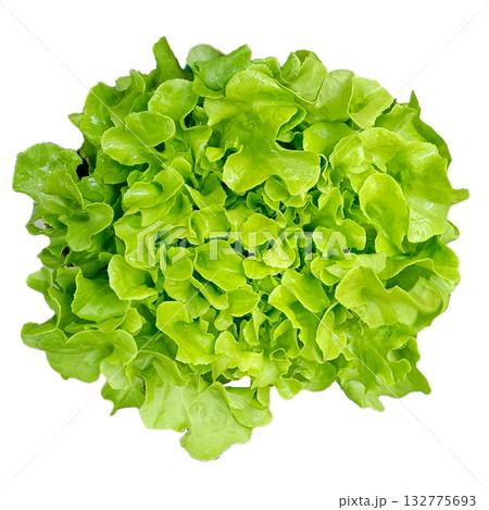 Fresh Organic Red and Green Mixed Salad Greens. 132775693