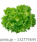 Fresh Organic Red and Green Mixed Salad Greens. 132775695