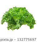 Fresh Organic Red and Green Mixed Salad Greens. 132775697