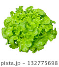 Fresh Organic Red and Green Mixed Salad Greens. 132775698