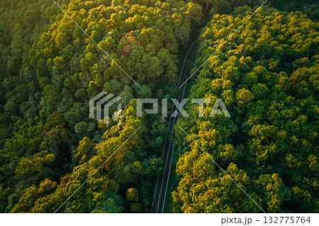 Forest road,Green and gold forest with roads through it, transportation and new beginnings 132775764
