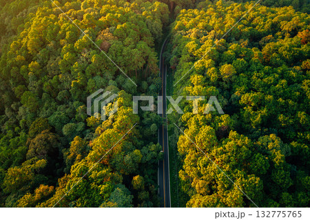 Forest road,Green and gold forest with roads through it, transportation and new beginnings 132775765
