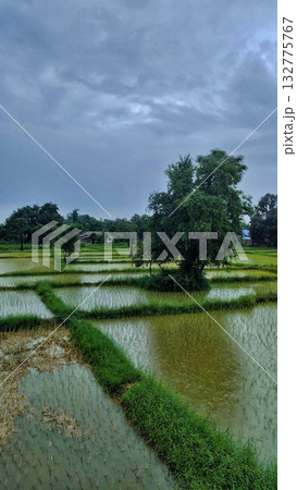 Green Rice Fields Under Cloudy Sky - Vertical 132775767