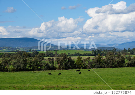 Yarra Valley - Yering 132775874