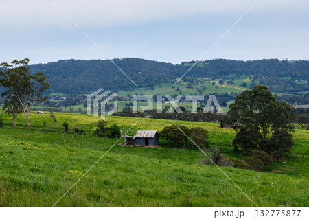 Spring landscape - Yering Spring landscape - Yering 132775877