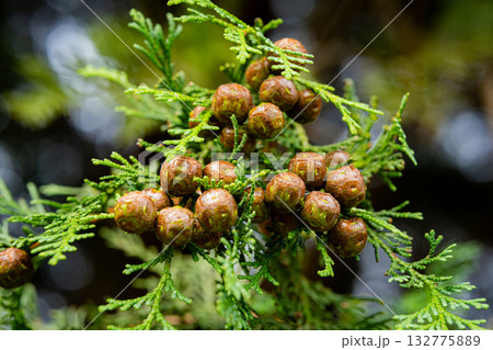 霜の降りたマムシグサの実 霜の降りたマムシグサの実 132775889