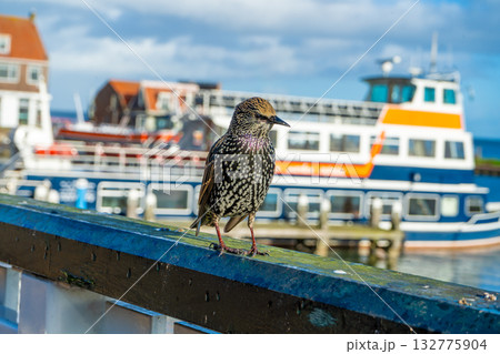 Bird Starling Sturnus vulgaris in Volendam 132775904