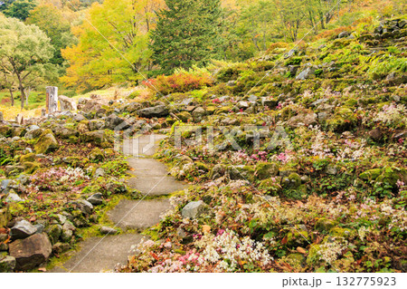 湯沢高原　パノラマパーク　アルプの里 132775923