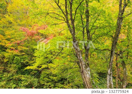湯沢高原　パノラマパーク　アルプの里 132775924