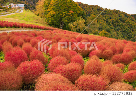 湯沢高原　パノラマパーク　アルプの里 132775932
