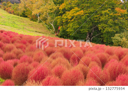 湯沢高原　パノラマパーク　アルプの里 132775934