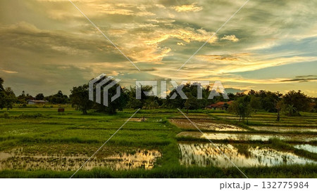Rice Field at Sunset Time 132775984