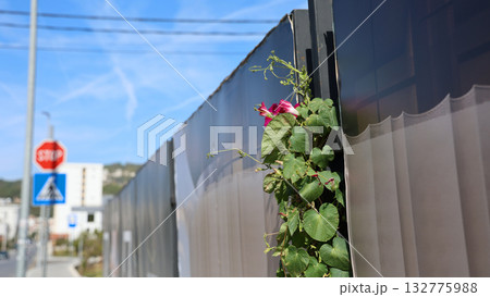 Morning glory flowers climbing on a fence in an urban setting, with a stop sign and buildings in the background, vibrant colors and bright sunlight, outdoor nature scene 132775988