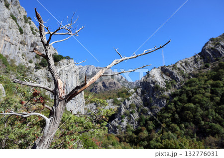 Dry tree against mountain range and clear blue sky, a natural landscape with rocky mountains and green vegetation, a sunny day in the mountains, nature photography Dry tree against mountain range and clear blue sky, a natural landscape with rocky mountains and green vegetation, a sunny day in the mountains, nature photography 132776031