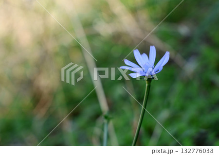 Close-up of a Chicory Flower in a Natural Setting, Delicate Blue Petals, Green Stem, Soft Sunlight, Nature Background, Floral Beauty, Wildflower, Outdoor 132776038