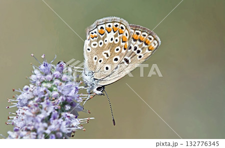 Common Blue - Polyommatus icarus, Greece Common Blue - Polyommatus icarus, Greece 132776345