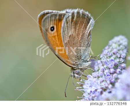 Small heath (Coenonympha pamphilus), Greece 132776346