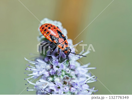 Spilostethus saxatilis is a species of bugs belonging to the family Lygaeidae, Greece 132776349