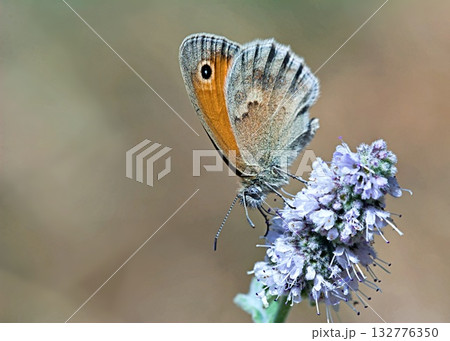 Small heath (Coenonympha pamphilus), Greece 132776350