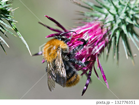 Bombus pascuorum, the common carder bee, is a species of bumblebee, Greece Bombus pascuorum, the common carder bee, is a species of bumblebee, Greece 132776351