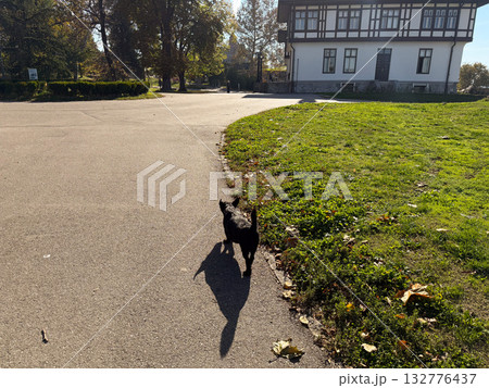 Dog walking alone along a sunny path near historic building. Solitude, simplicity, and gentle rhythm of everyday life in autumn light. Dog walking alone along a sunny path near historic building. Solitude, simplicity, and gentle rhythm of everyday life in autumn light. 132776437