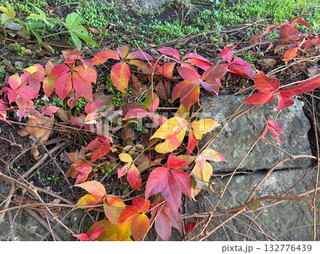 Colorful autumn leaves scattered on stone and soil. Natural beauty, change and harmony of seasonal tones in quiet daylight. 132776439