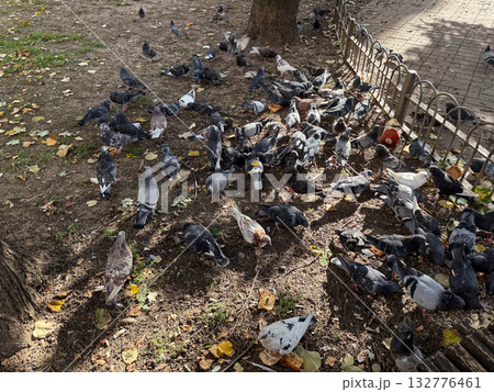 Group of pigeons feeding near park tree in sunlight. Urban coexistence, natural behavior and everyday life of city birds in communal setting. 132776461