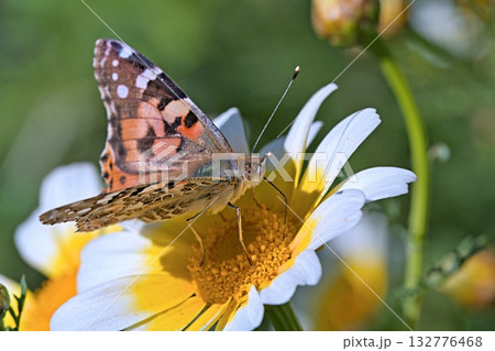 Painted Lady (Vanessa cardui), Greece 132776468