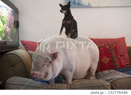miniature pig and pincher 132776486