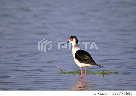 BBlack-winged Stilt - Himantopus himantopus, Crete, Greece BBlack-winged Stilt - Himantopus himantopus, Crete, Greece 132776680