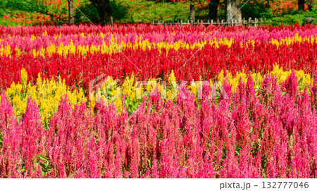 カラフルなケイトウの花畑 132777046