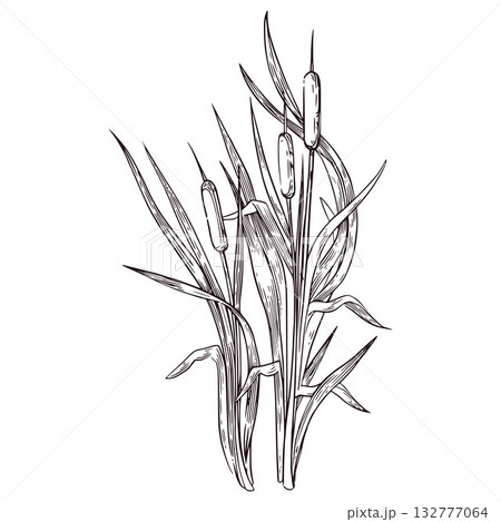 Reeds with leaves, cattails hand-drawn with ink and translated into vector, Vector illustration is suitable for printing on fabric, paper, for design and creativity. For coloring pages and books. Reeds with leaves, cattails hand-drawn with ink and translated into vector, Vector illustration is suitable for printing on fabric, paper, for design and creativity. For coloring pages and books. 132777064