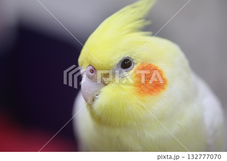 鳥 バーディー 小鳥 132777070