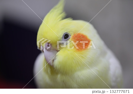 鳥 バーディー 小鳥 132777071