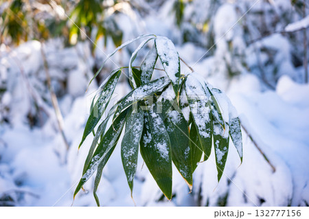 笹に積もる雪 132777156