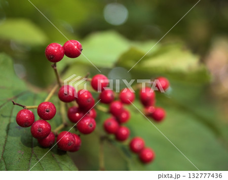 肌寒い11月に赤く色付た可愛らしいガマズミの実 132777436