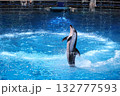 ジャンプするシマイルカ 132777593