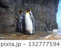 岩の上に立つコウテイペンギン 132777594