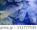 重なって漂うミズクラゲ 132777595