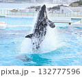 ジャンプするシャチ 132777596