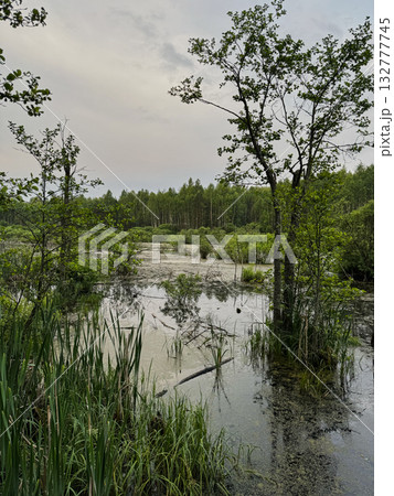 Swamp forest landscape with green vegetation and cloudy summer sky. 132777745