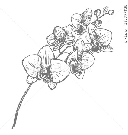 Vector ink drawing of orchid branch. Illustration of a tropical summer flower for wedding invitations and cruise party decorations. Exotic phalaenopsis, botanical lineart illustration. Engraved effect 132777839