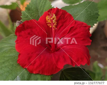 Red Hibiscus Flower A bright red hibiscus in full bloom with lush green leaves, symbolizing tropical warmth and freshness. 132777877