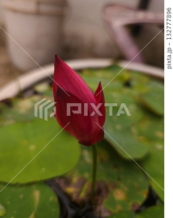 Lotus Bud in Pond A red lotus bud emerging gracefully from water surrounded by large green leaves in a garden pond. Lotus Bud in Pond A red lotus bud emerging gracefully from water surrounded by large green leaves in a garden pond. 132777896