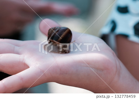 Grape snail on the hand 132778459