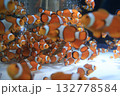 水槽を埋め尽くすカクレクマノミ 132778584
